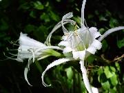 Hymenocallis xfestalis or Ismene